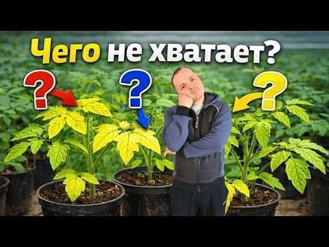 Почему желтеет рассада? Как понять, чего ей не хватает показываю наглядно. Почему желтеет рассада? Как понять, чего ей не хватает показываю наглядно.