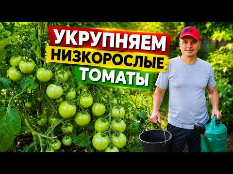 Подкормка низкорослых томатов во второй половине лета на укрупнение плодов.