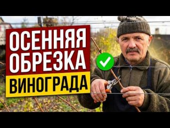 Как обрезать взрослый куст винограда осенью без ошибок