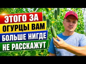 Собирайте огурцы правильно и урожай будет намного больше!
