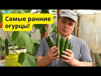 Это лучший способ вырастить самые ранние огурцы!