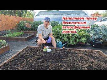 Убрали чеснок? Посейте сразу после него горох!
