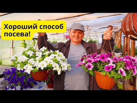 Сеем ампельную петунию- способ, который даёт быстрые и дружные всходы! Сеем ампельную петунию- способ, который даёт быстрые и дружные всходы!