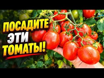 Эти ДВА низкорослых томата точно заслуживают места на грядке!