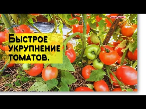 Низкорослые томаты: финальная подкормка на укрупнение.