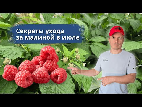 Ягода на малине будет крупной и сладкой- что делаем в июле. Ягода на малине будет крупной и сладкой- что делаем в июле.