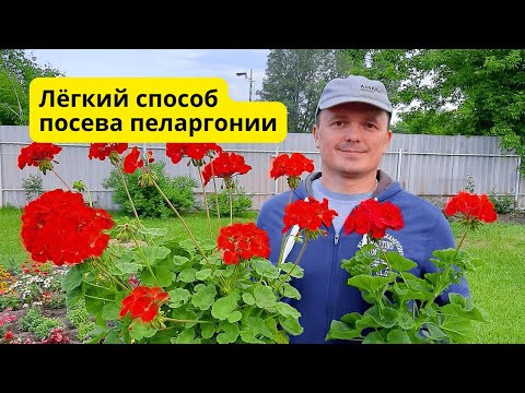 Сеем пеларгонию- всегда быстрые и дружные всходы!