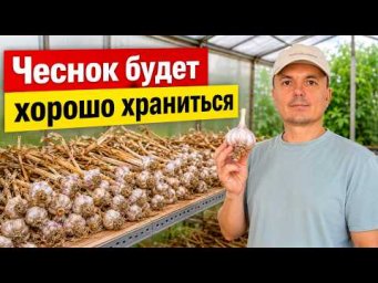 Подготовка чеснока к длительному хранению! Чеснок будет лучше храниться.
