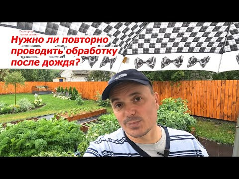 Обработали растения по листу и пошёл дождь- нужно ли повторять обработку? Обработали растения по листу и пошёл дождь- нужно ли повторять обработку?