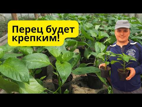 Перец из кассеты: секрет приземистой рассады! Как вырастить крепкую рассаду перца. Перец из кассеты: секрет приземистой рассады! Как вырастить крепкую рассаду перца.