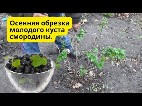 Обрезка молодого куста смородины — важный шаг к урожаю. Обрезка молодого куста смородины — важный шаг к урожаю.