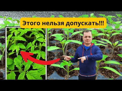Почему сохнут края листьев у рассады? Главные причины и решения.