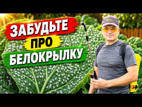 Всего одна обработка и белокрылки на огороде больше нет! Всего одна обработка и белокрылки на огороде больше нет!