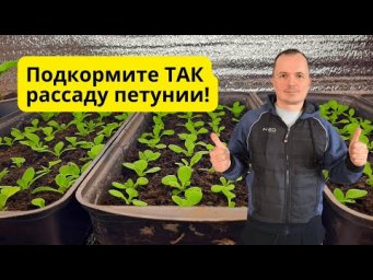 Плохо растёт рассада петунии? Срочная подкормка.