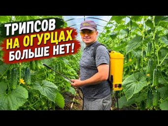 А куда делись все трипсы с огурцов? А они посыпались после этой обработки!