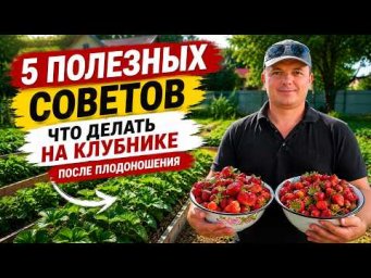 Клубника отблагодарит- сделайте это сразу после плодоношения!
