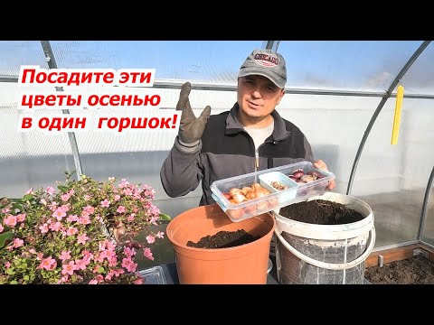 Комбинированная высадка тюльпанов, гиацинтов и крокусов послойно в один контейнер. Комбинированная высадка тюльпанов, гиацинтов и крокусов послойно в один контейнер.