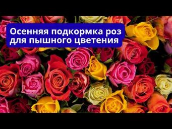 Осенняя подкормка роз для их пышного цветения весной.