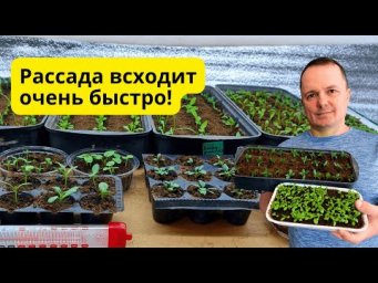 Рассада всходит в разы быстрее- попробуйте применить пенопласт!