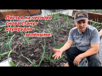 Первая весенняя подкормка чеснока- листья становятся изумрудно-зелёными!