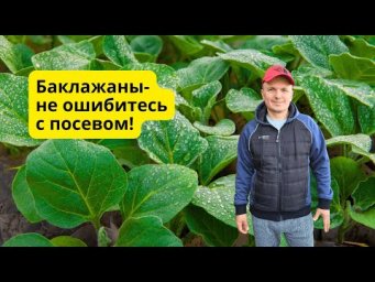 Когда сеять баклажаны на рассаду- точные сроки!