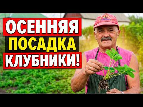 Как правильно посадить клубнику осенью — проверенные советы. Как правильно посадить клубнику осенью — проверенные советы.