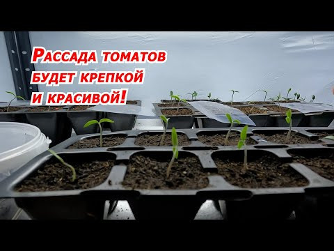 Появились всходы томатов? Срочно сделайте эти ПЯТЬ простых шагов! Появились всходы томатов? Срочно сделайте эти ПЯТЬ простых шагов!