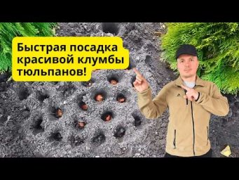 Сажаем тюльпаны по-голландски  Ошибку допустить нельзя!