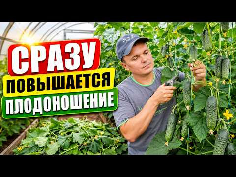Формировочная обрезка огурца "на пасынок"- сразу заметно по урожаю! Формировочная обрезка огурца "на пасынок"- сразу заметно по урожаю!