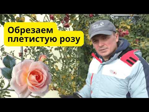 Обрезка плетистой розы осенью, которая зарядит её на весеннее цветение