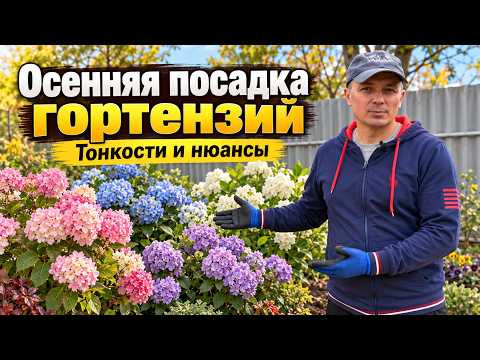 Посадка гортензии осенью: как посадить правильно и получить шикарный куст. Посадка гортензии осенью: как посадить правильно и получить шикарный куст.