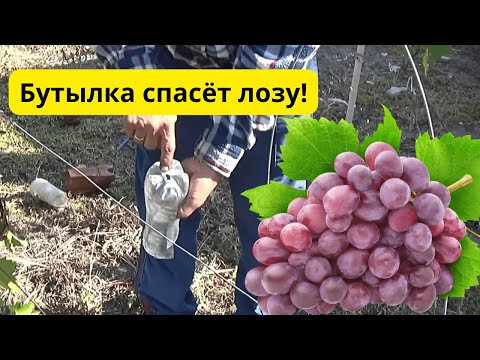 Как ускорить вызревание лозы винограда осенью.