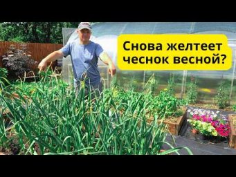 Чеснок всё равно пожелтел даже после подкормки. Как вернуть зелень листьям.