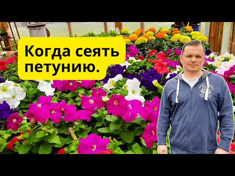 Когда посеять петунию на рассаду, что бы не ошибиться!