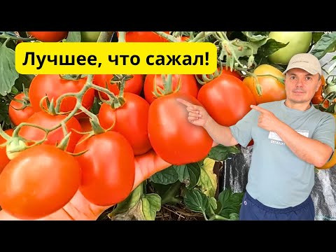 Лучшие низкорослые томаты: урожайные гибриды для вашего огорода- обзор!
