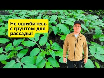Грунт для рассады, в котором она вырастает красивой- что предпочесть?