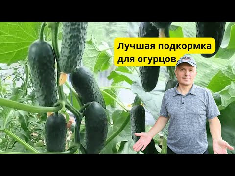 Огурцы плодоносят непрерывно- готовьте вёдра для урожая! Огурцы плодоносят непрерывно- готовьте вёдра для урожая!