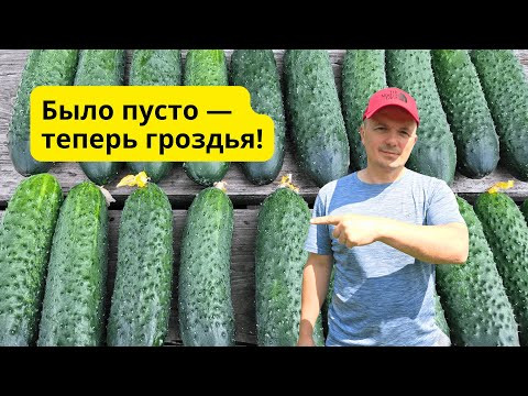 Почему нет огурцов? Ошибка, которую легко исправить!