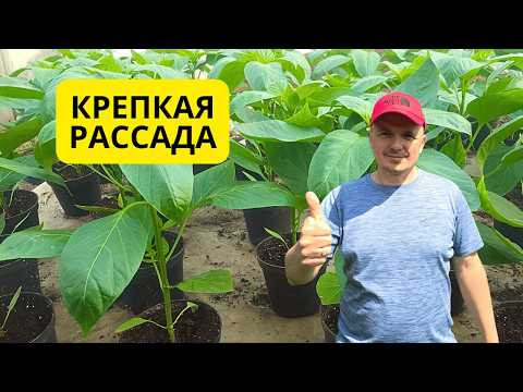 Рассада перца станет намного крепче даже при выращивании в комнате! Рассада перца станет намного крепче даже при выращивании в комнате!