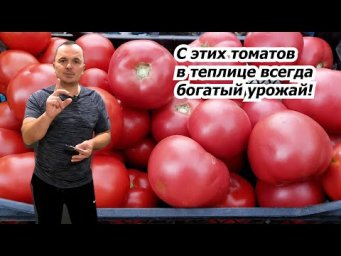 Одни из лучших высокорослых томатов, или, что будем выращивать в теплице!