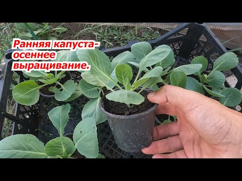 Выращивание ранней капусты осенью- это просто и выгодно! Высаживаем рассаду. Выращивание ранней капусты осенью- это просто и выгодно! Высаживаем рассаду.