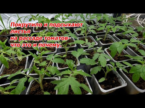 Крутит листья на рассаде томатов- что случилось и как исправить.