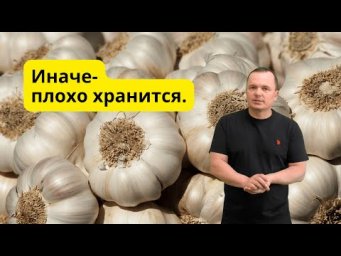 Обрезать или оставить? Разбираемся с бородой на чесноке.