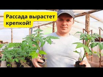 Рассада будет крепкой и приземистой- простые правила!