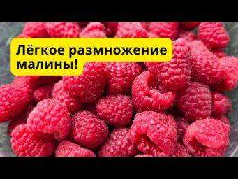 Малину на рассаду этим способом можно легко размножить в любых количествах!