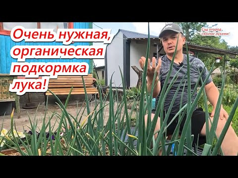 Подкормите лук на огороде этой подкормкой! Урожай удивит и порадует! Подкормите лук на огороде этой подкормкой! Урожай удивит и порадует!