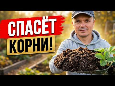 Чтобы клубника дала большой урожай — сделайте это осенью Чтобы клубника дала большой урожай — сделайте это осенью