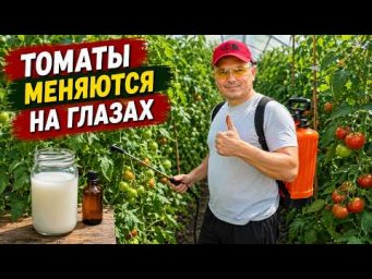 Томаты оживают на глазах! Старинный рецепт листовой обработки