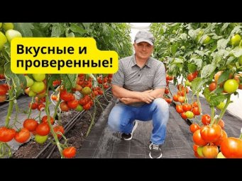 ТОП сортовых томатов, которые реально стоят внимания!