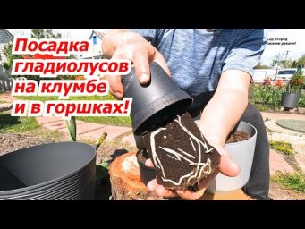 Всё о посадке гладиолусов на клумбу и в горшок!